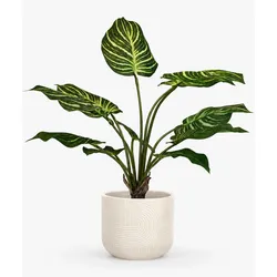 Kunstpflanze mit Topf Calathea 65 cm mit Solco Topf Weiß