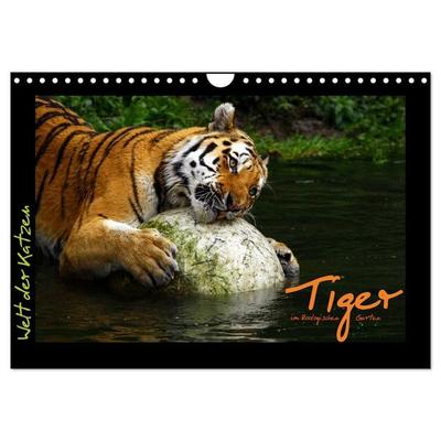 Welt der Katzen - Tiger (Wandkalender 2027 DIN A4 quer), CALVENDO Monatskalender