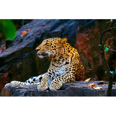 Fototapete PAPERMOON "LEOPARD", bunt, B:2m L:1,49m, Vlies, Tapeten