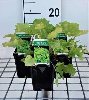 6 x Heuchera hybr. Lime Marmalade Purperbloem - Pot van 9 x 9 cm - GRDplanten
