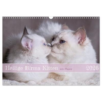 Heilige Birma Kitten mit Planer (Wandkalender 2026 DIN A3 quer), CALVENDO Monatskalender