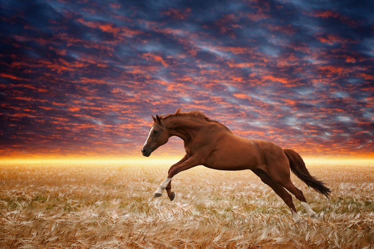 Fototapete PAPERMOON "Laufendes Pferd", bunt, B:2m L:1,49m, Vlies, Tapeten, Fototapete bunt B/L: 2m x 1,49m, Bahnen: 4 Stk.