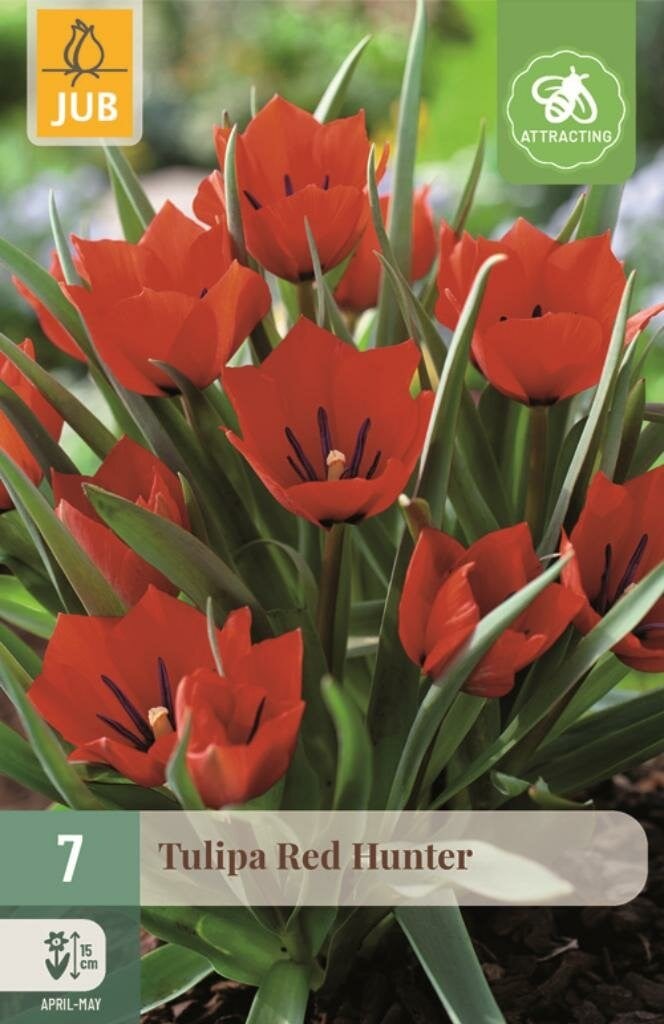 Tulipa Red Hunter JUB bloembollen, 7 stuks