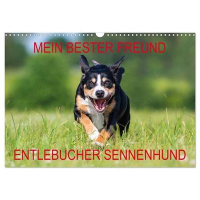 Mein bester Freund - Entlebucher Sennenhund (Wandkalender 2027 DIN A3 quer), CALVENDO Monatskalender
