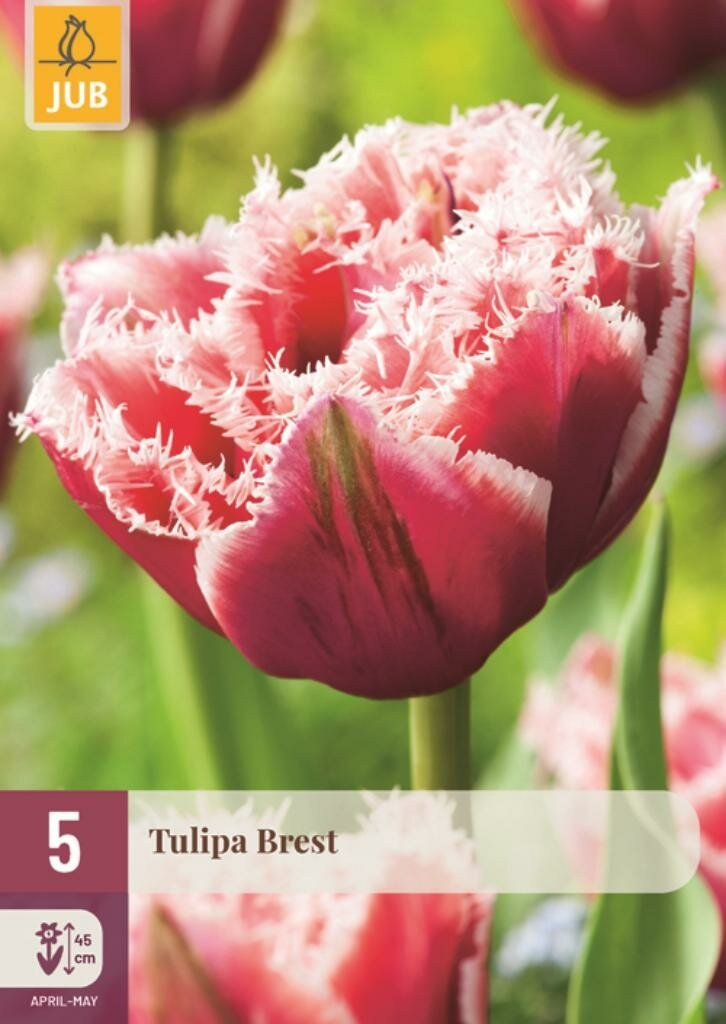 Jub Tulp Brest 5 bollen