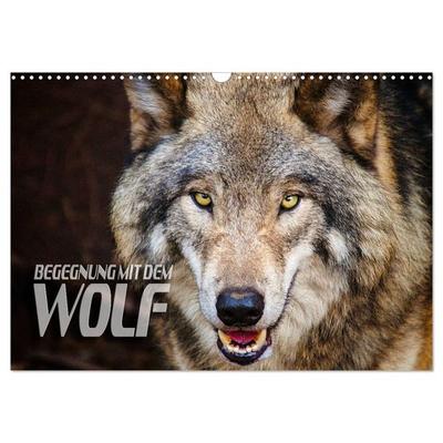 Begegnung mit dem Wolf (Wandkalender 2026 DIN A3 quer), CALVENDO Monatskalender