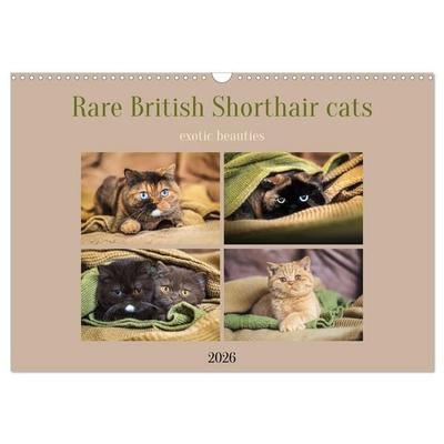 Rare British Shorthair cats (Wall Calendar 2026 DIN A3 landscape), CALVENDO 12 Month Wall Calendar