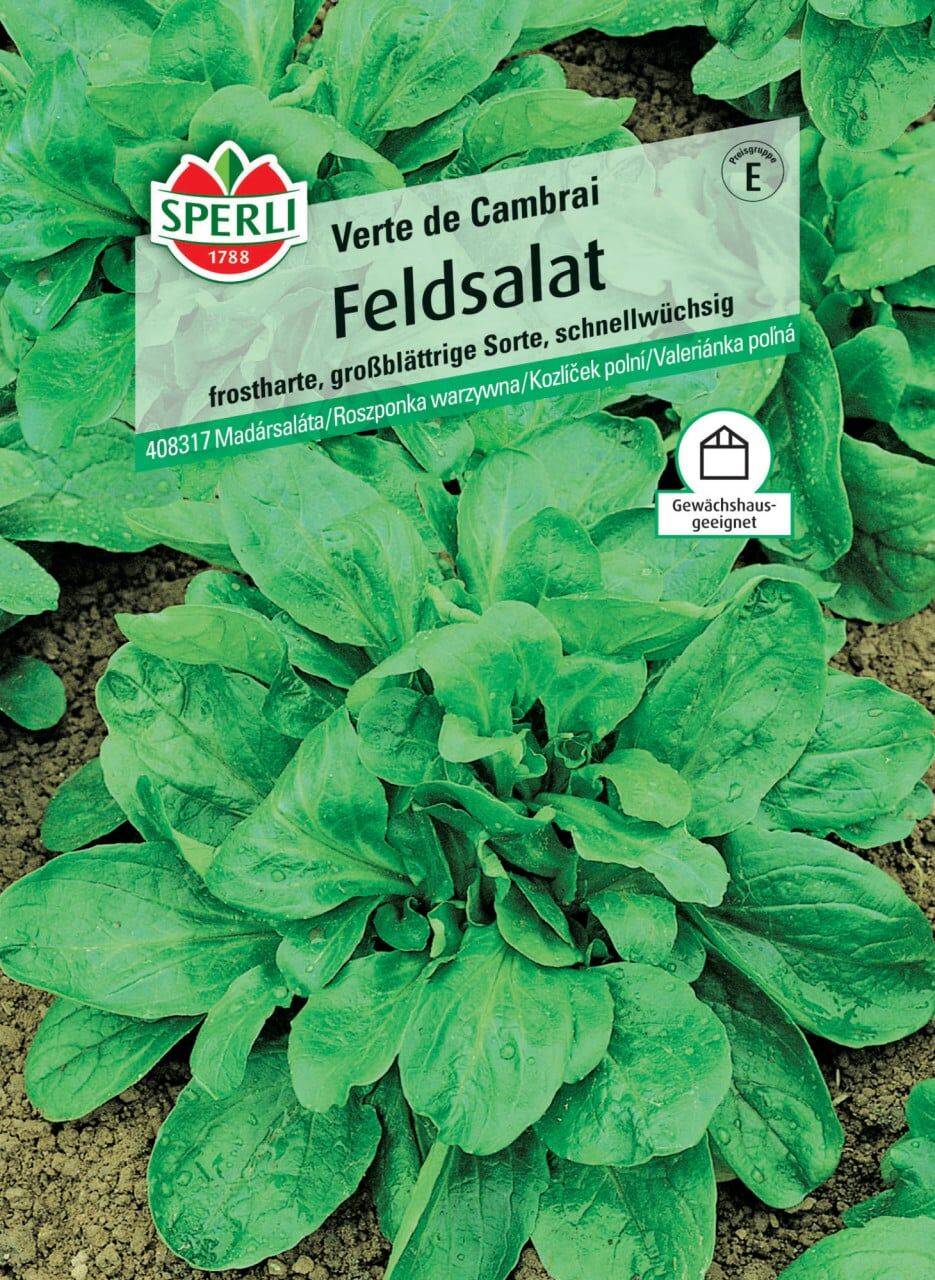 Sperli Feldsalat Verte de Cambrai