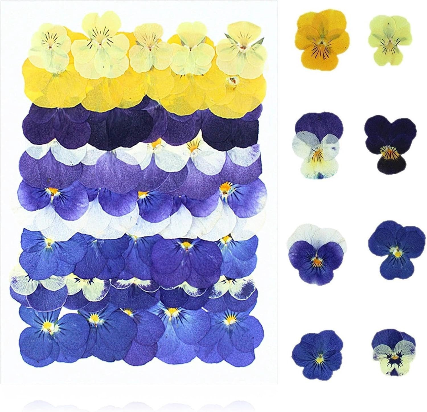 40 Stuks Gedroogde Bloemen voor DIY Projecten en Decoratie