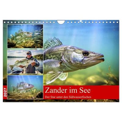 Zander im See (Wandkalender 2027 DIN A4 quer), CALVENDO Monatskalender