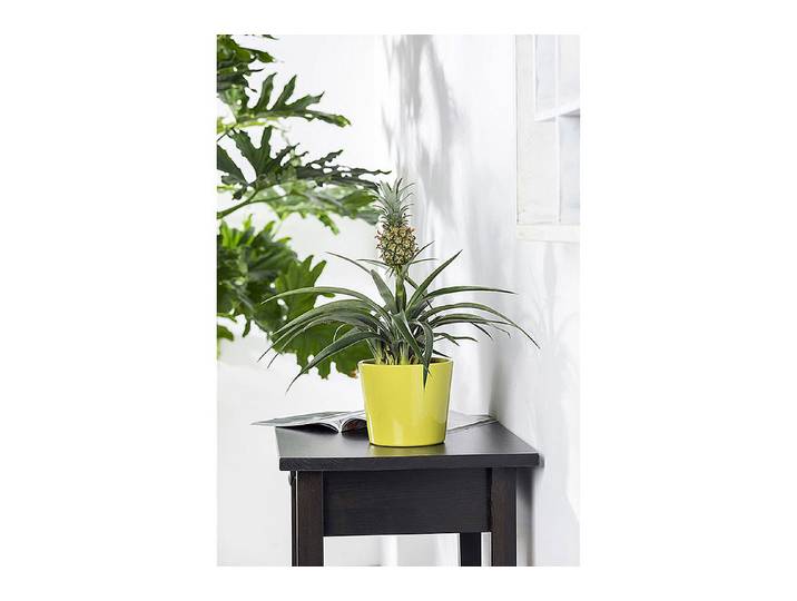Qualité & Prix Ananas als Zimmerpflanze 12 cm