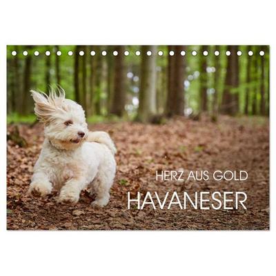 Havaneser - Herz aus Gold (Tischkalender 2026 DIN A5 quer), CALVENDO Monatskalender
