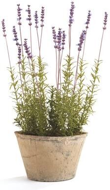 Porch & Petal "French Lavender Potted 21"""