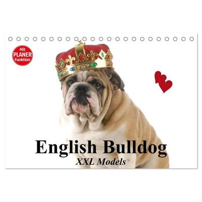 English Bulldog XXL Models (Tischkalender 2027 DIN A5 quer), CALVENDO Monatskalender