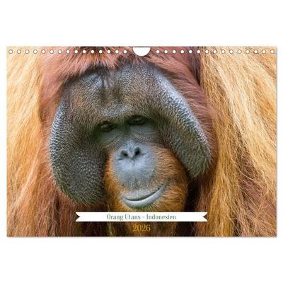 Orang Utans - Indonesien (Wandkalender 2026 DIN A4 quer), CALVENDO Monatskalender