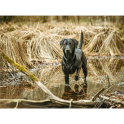 CALVENDO Puzzle Schwarzer Labrador seht im Wasser im Schilf | 1000 Teile Lege-Größe 64x48cm Foto-Puzzle für glückliche Stunden