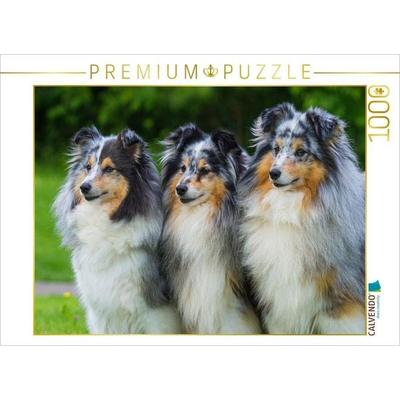 CALVENDO Puzzle Sheltie-Trio | 1000 Teile Lege-Größe 64x48cm Foto-Puzzle für glückliche Stunden