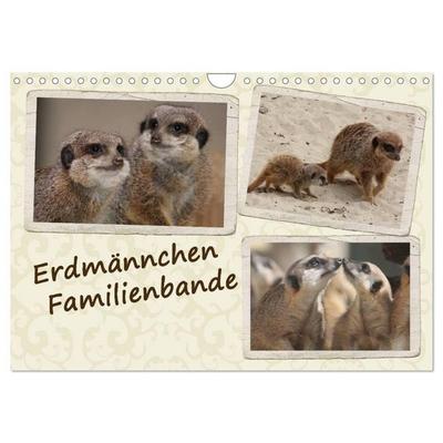 Erdmännchen Familienbande (Wandkalender 2026 DIN A4 quer), CALVENDO Monatskalender