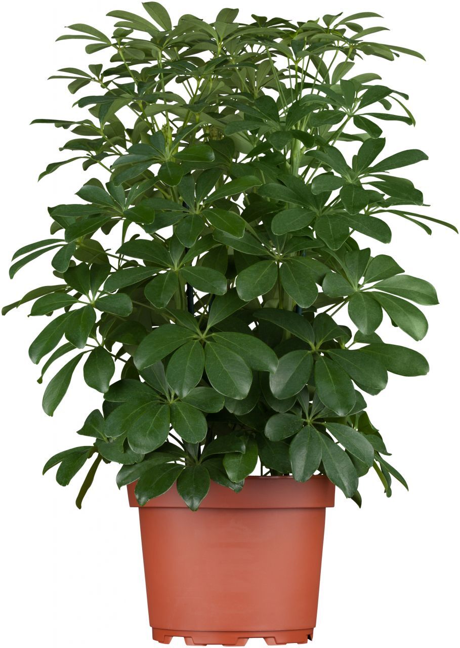 Pflanzen Strahlenaralie Schefflera arboricola Nora H ca. 50 cm 21 cm Topf