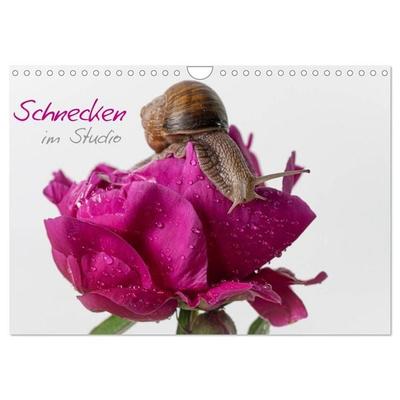 Schnecken im Studio (Wandkalender 2027 DIN A4 quer), CALVENDO Monatskalender