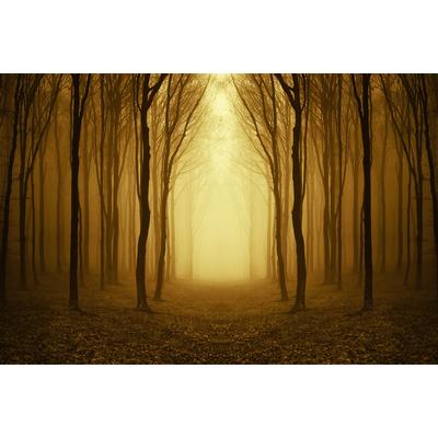 Fototapete PAPERMOON "Nebliger Waldweg", bunt, B:2m L:1,49m, Vlies, Tapeten