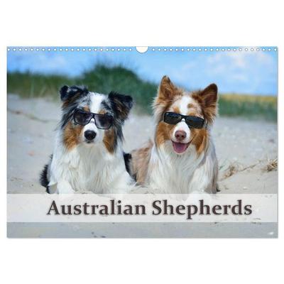 Wunderbare Australian Shepherds (Wandkalender 2027 DIN A3 quer), CALVENDO Monatskalender
