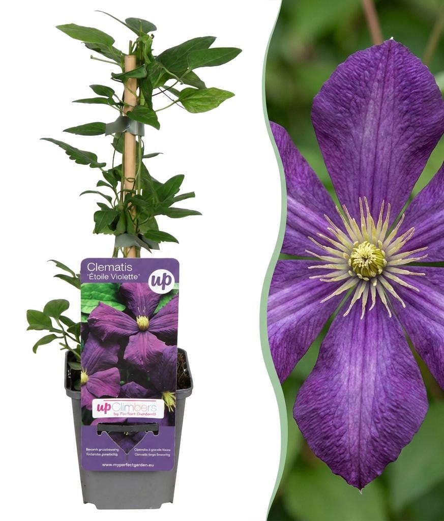 Clematis Etoile Viol Paarse Klimplant Bosrank Pflanzenboutique 6 stuks