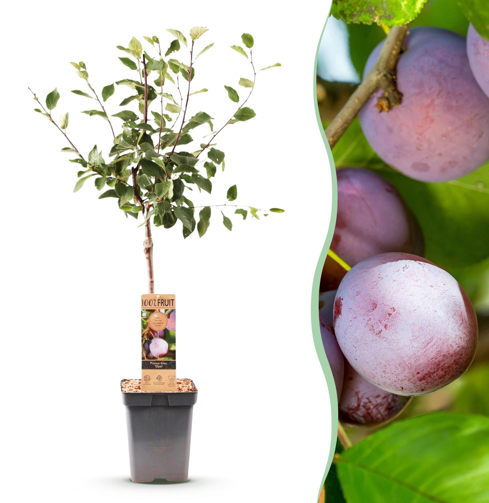 Pflanzenboutique Prunus domestica Opal Pruimenboom met paars-rode pruimen, winterhard, Hoogte: 80-90 cm, Diameter: 21 cm
