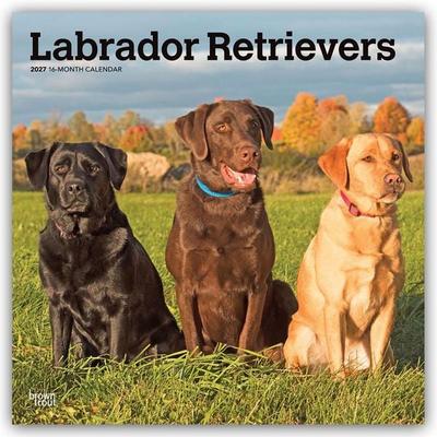 Labrador Retrievers – Labrador Retriever 2027 – 16-Monatskalender