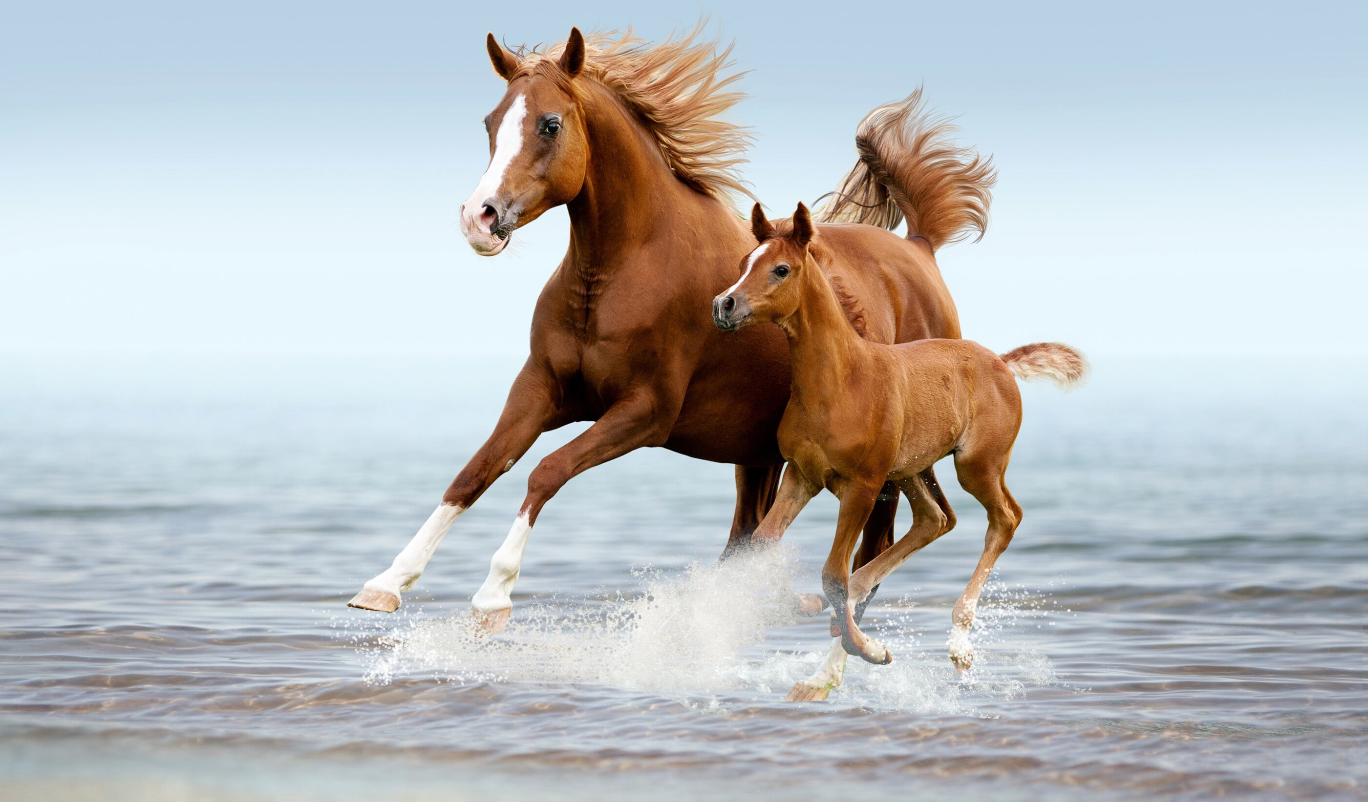 Fototapete PAPERMOON "PFERDE IM GALOPP-ARABISCHE STUTE MIT FOHLEN TIER STRAND", bunt, B:3,5m L:2,6m, Vlies, Tapeten, Fototapete bunt B/L: 3,5m x 2,6m, Bahnen: 7 Stk.