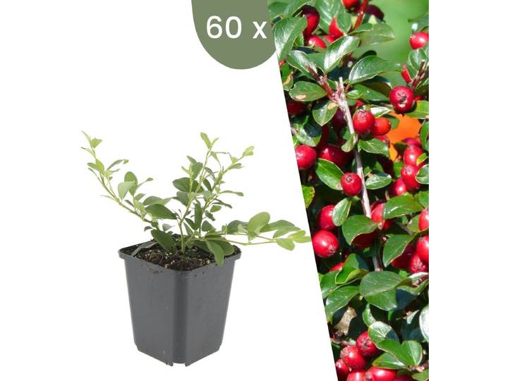 Plants by Frank 60 Dwergmispel Planten Cotoneaster dammeri Winterharde bodembedekker planten tuinplanten Winterharde vaste planten meerjarig Winterharde tuinplanten