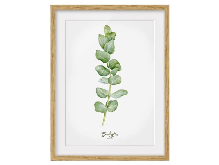 Impression aquarelle Eucalyptus IV Chêne massif naturel Vert 70 x 100cm