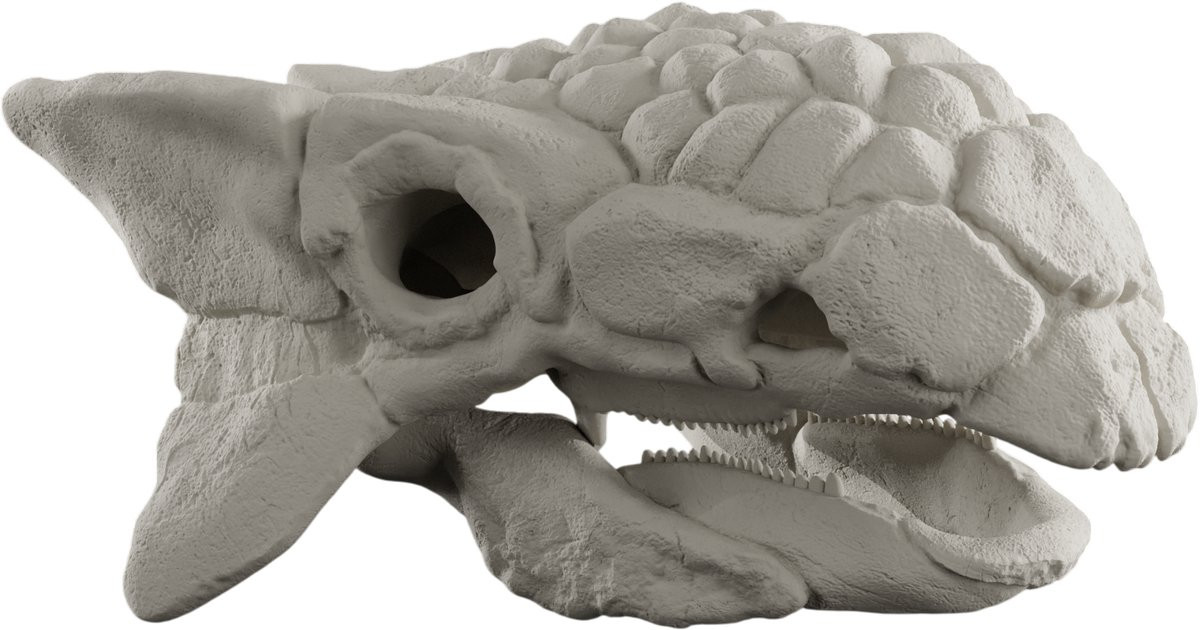 Ankylosaurus Schedel Anatomisch Schaalmodel 1:2 - 25 cm Dinosaurus Decoratie Replica