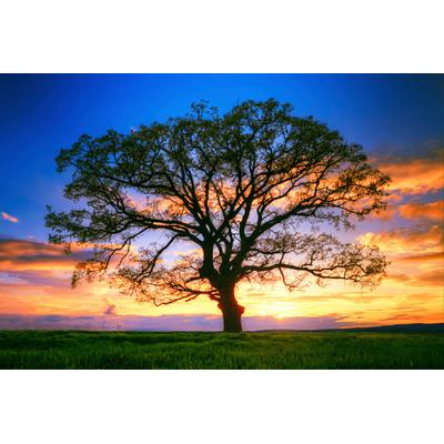 Fototapete PAPERMOON "Baum in Landschaft", bunt, B:4m L:2,6m, Vlies, Tapeten