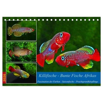 Killifische – Bunte Fische Afrikas (Tischkalender 2026 DIN A5 quer), CALVENDO Monatskalender