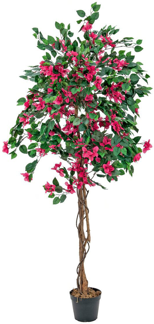 Europalms Bougainvillea, Rot, 150cm