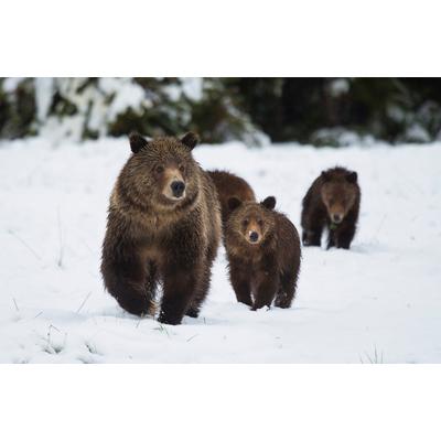 Fototapete PAPERMOON "GRIZZLEY BÄR-MIT JUNGEN WINTER NATUR WILDE TIERE WALD", bunt, B:4m L:2,6m, Vlies, Tapeten