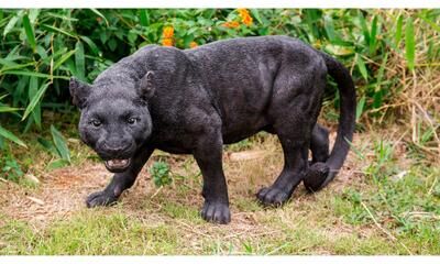 Hi-Line Gift Ltd. Black Panther Stalking