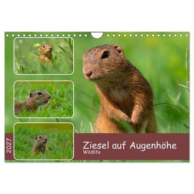 Ziesel auf Augenhöhe (Wandkalender 2027 DIN A4 quer), CALVENDO Monatskalender