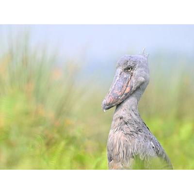 CALVENDO Puzzle Schuhschnabel im Lake Victoria | 1000 Teile Lege-Größe 64x48cm Foto-Puzzle für glückliche Stunden, Sonstige von , Calvendo Puzzle