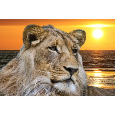 Fototapete PAPERMOON "Lion in Sunset", bunt, B:5m L:2,8m, Vlies, Tapeten