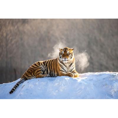 Fototapete PAPERMOON "Siberain Tiger", bunt, B:4,5m L:2,8m, Vlies, Tapeten