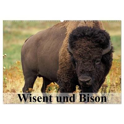 Wisent und Bison (Wandkalender 2026 DIN A2 quer), CALVENDO Monatskalender