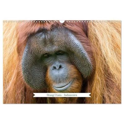 Orang Utans - Indonesien (Wandkalender 2027 DIN A3 quer), CALVENDO Monatskalender