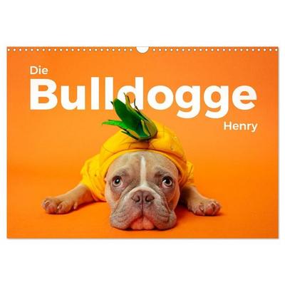 Die Bulldogge Henry (Wandkalender 2027 DIN A3 quer), CALVENDO Monatskalender