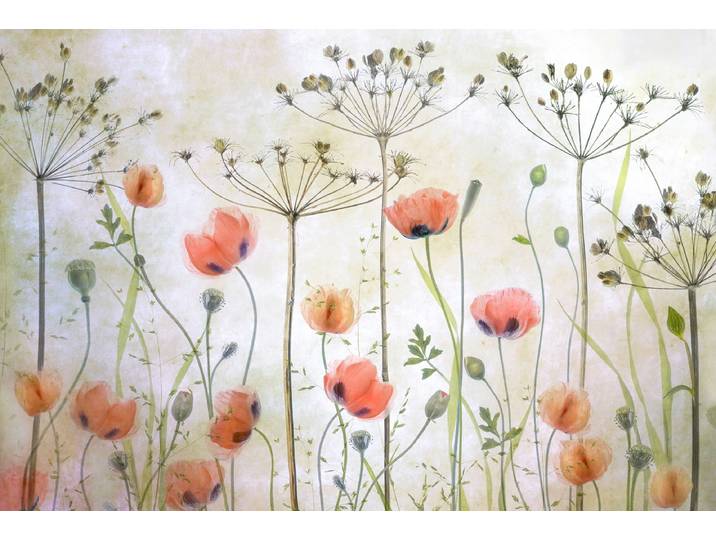 Fototapete PAPERMOON Photo-Art MANDY DISHER, MOHNWIESE , bunt, B:3,5m L:2,6m, Vlies, Tapeten, Fototapete
