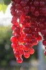 Pflanzen Obststrauch Johannisbeere rot 3 L Container