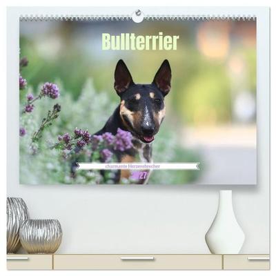 Bullterrier - charmante Herzensbrecher (hochwertiger Premium Wandkalender 2027 DIN A2 quer), Kunstdruck in Hochglanz