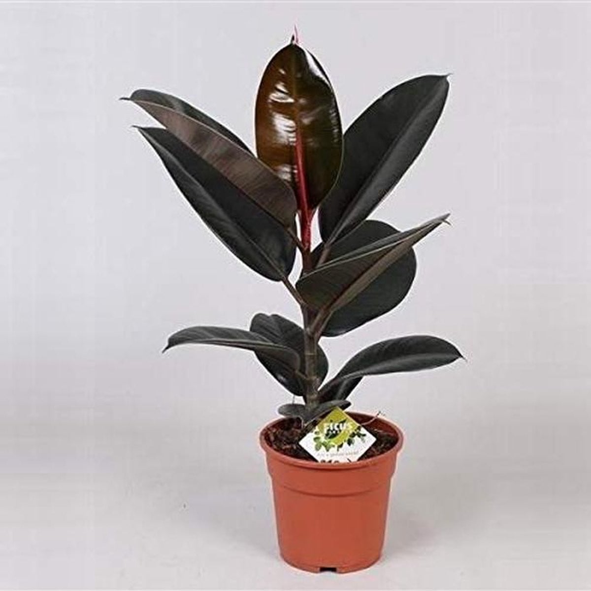 Kamerplant Rubberboom Ficus Elastica 30-40 cm