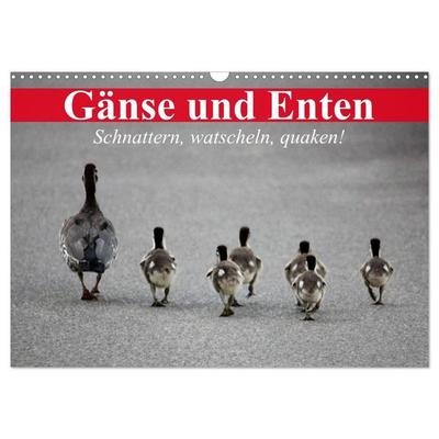 Gänse und Enten. Schnattern, watscheln, quaken! (Wandkalender 2027 DIN A3 quer), CALVENDO Monatskalender